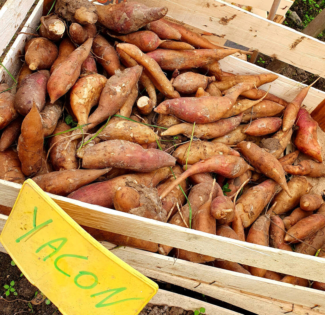 Die Yacón-Knolle schmeckt süß, enthält viel Wasser und hat einen geringen Kaloriengehalt. / Foto: Getty Images/Karen Maes