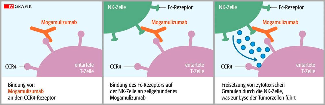 Wirkmechanismus von Mogamulizumab: Durch die Bindung an den CCR4-Rezeptor lockt der Antikörper natürliche Killerzellen an, die die Krebszelle abtöten. / Foto: Stephan Spitzer