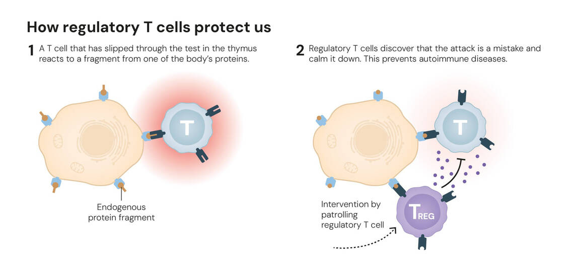 Greift eine T-Zell eine körpereigene Struktur (endogenes Proteinfragment) an, bemerken dies normalerweise regulatorische T-Zellen (Treg) und greifen ein. / © The Nobel Committee for Physiology or Medicine. Ill. Mattias Karlén