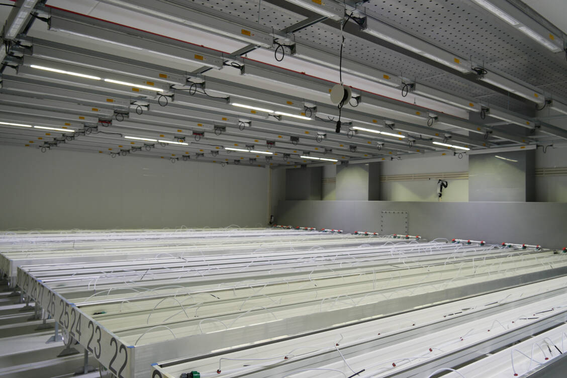 In jeweils 45 Reihen werden in dieser Vegetationskammer nun Cannabis-Pflanzen angebaut. An der Decke sind verschiedene Lampen angebracht, hier brennt aktuell das Arbeitslicht. Die Pflanzen werden mit einem sehr viel helleren Licht bestrahlt, damit sie schnell wachsen. / Foto: PZ/Kurz