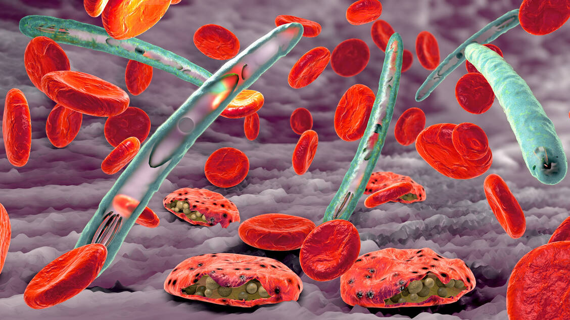 Bei Malaria befallen Plasmodien, einzellige Parasiten, die roten Blutkörperchen.  / Foto: Adobe Stock/Christoph Burgstedt