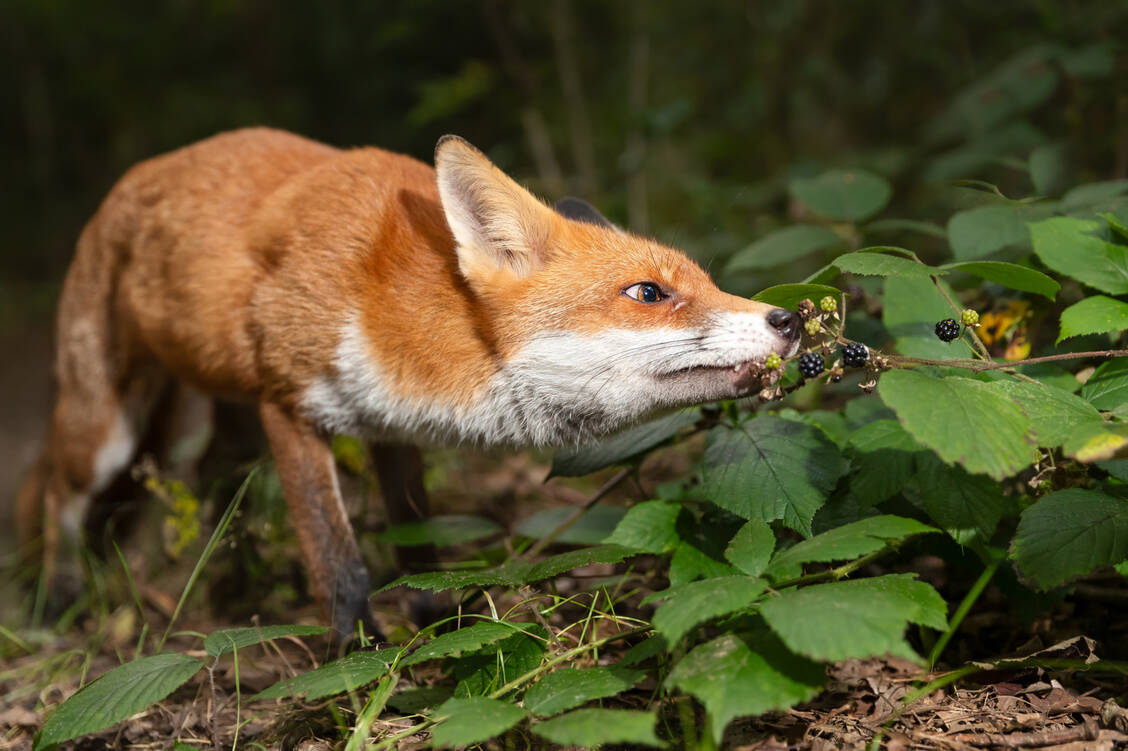 Beeren soll man im Wald nicht vom Strauch essen, weil der Fuchs daran gewesen sein könnte. Dass sich Menschen über diesen Weg mit dem Fuchsbandwurm infiziere können, ist aber nicht belegt.   / © Getty Images/dgwildlife