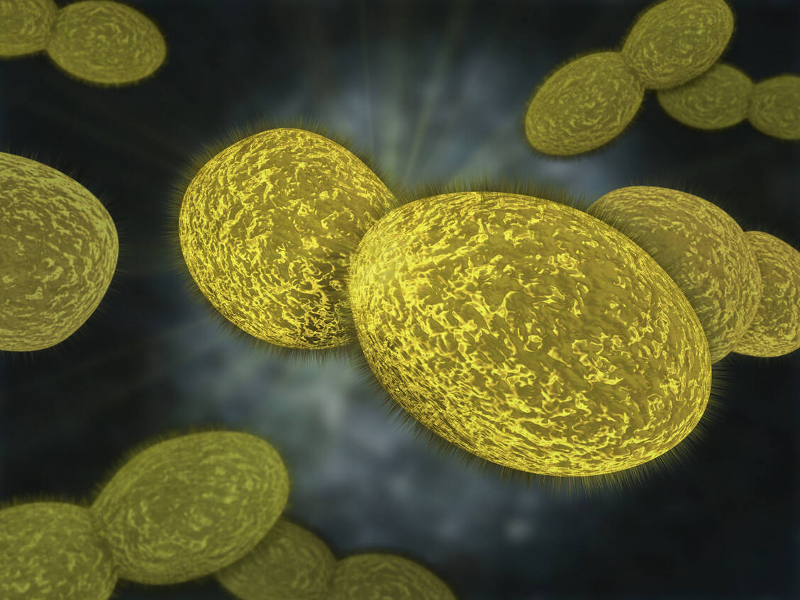 Von den bekapselten Pneumokokken existieren etwa 100 verschiedene Serotypen.  / Foto: Adobe Stock/Sagittaria