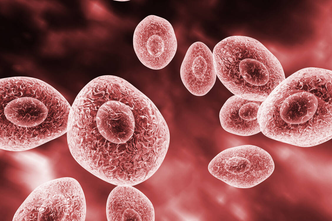 Cotrimoxazol wirkt gegen zahlreiche grampositive, gramnegative und atypische Bakterien sowie gegen den Pilz Pneumocystis jirovecii. / Foto: Adobe Stock/Kateryna_Kon