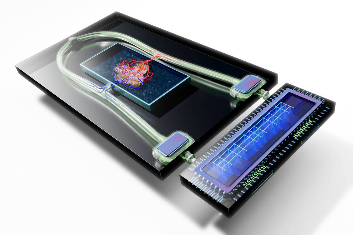 Miniorgane auf einem Chip haben sich bereits in der Arzneimittel-Forschung etabliert (Illustration). / Foto: imago images/Science Photo Library