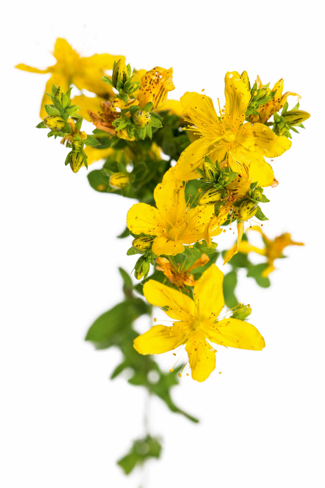 Johanniskraut kann mit Krebsmedikamenten wechselwirken und deren Wirkspiegel reduzieren. / Foto: Fotolia/unpict