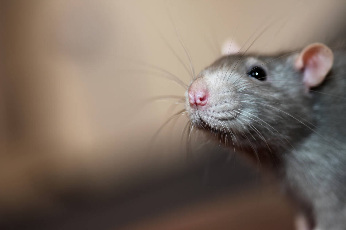 Als Haustier gehaltene Ratten können auch Krankheitserreger übertragen. / Foto: Adobe Stock/larineb