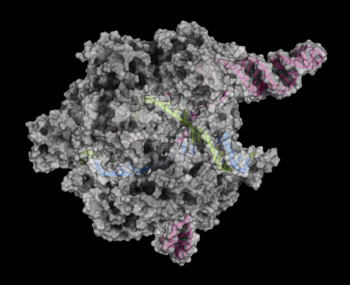 Weltweit wird die Crispr/Cas-Technik bereits zu experimentellen Zwecken eingesetzt. Experimente an Menschen gelten jedoch als äußerst bedenklich, da noch nicht klar ist, welche Nebenwirkungen der Eingriff in das menschliche Genom haben könnte, denn 100-prozentig genau arbeitet die Genschere nicht. / Foto: Getty/Science Photo Library