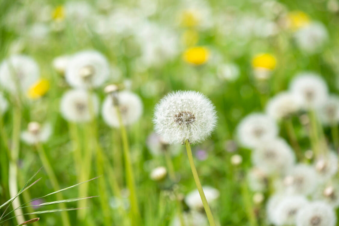 Die neue Retourenabwicklung von Astra-Zeneca will verhindern, dass noch einwandfreie Arzneimittel im Müll landen und so Nachhaltigkeit fördern. / © Imago Images/Norbert Neetz