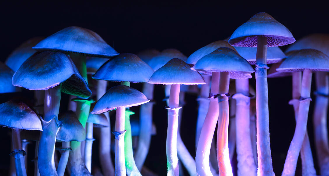 Pilze der Gattung Psilocybe enthalten häufig den Inhaltsstoff Psilocybin. / Foto: Adobe Stock/Martina