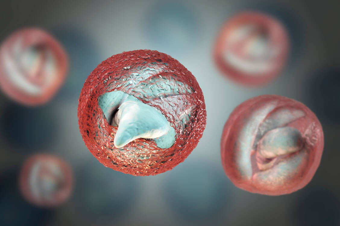 Kryptosporidien sind parasitäre Einzeller. Ihre Dauerformen  (Oozysten) enthalten Sporozoiten.  / Foto: Adobe Stock/Dr_Microbe