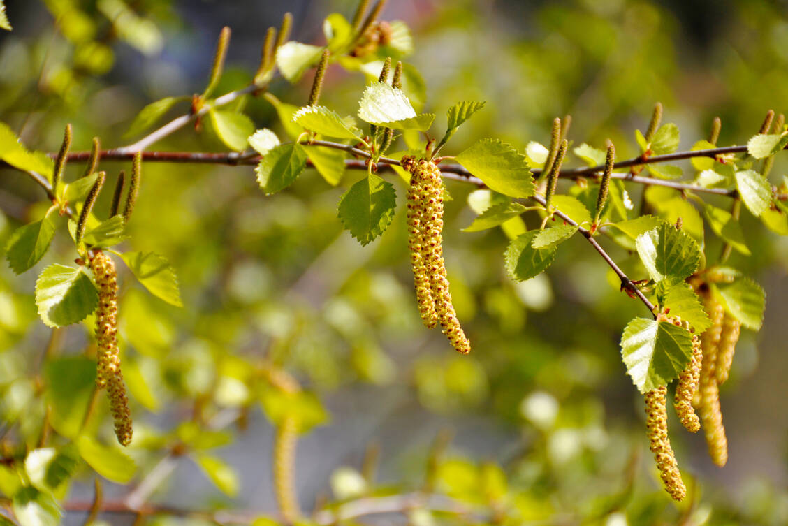 Zurzeit fliegen wieder viele Pollen durch die Luft, beispielsweise Birkenpollen. Allergiker sollten beim Autofahren einige Dinge beachten. / © Getty Images/HHelene