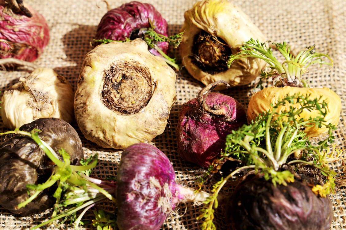 Maca gibt es in verschiedenen Farbvariationen von schwarz über violett und gelb bis cremefarben. / Foto: Adobe Stock/Pedro