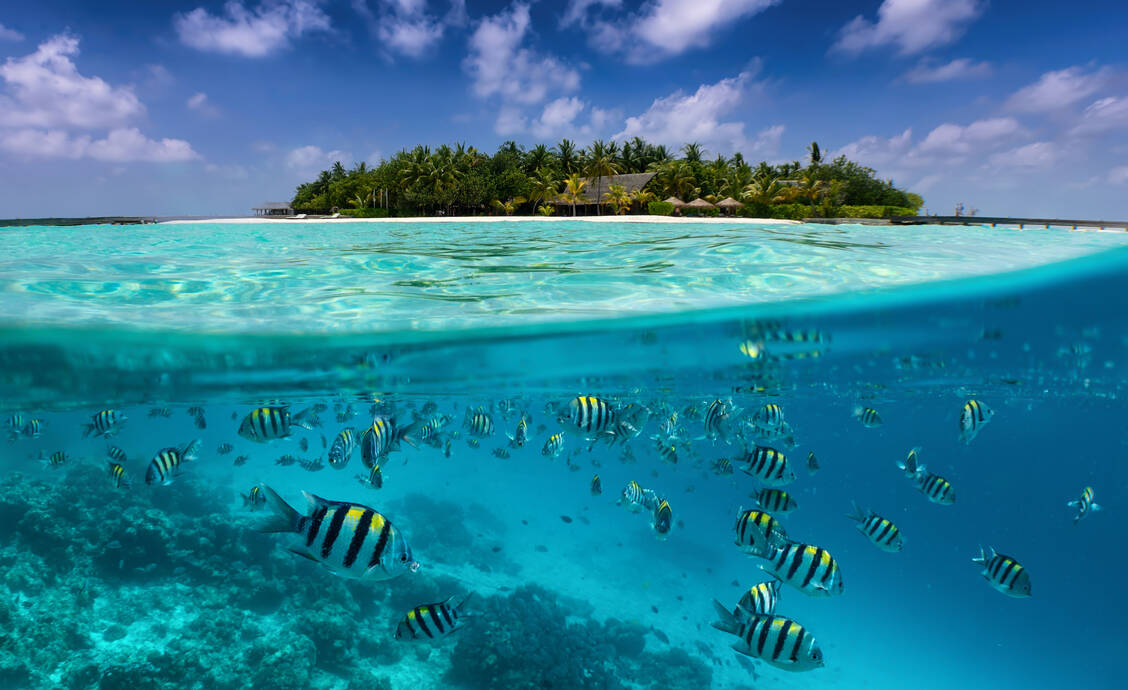 Die Erkenntnisse, wie räumliches Hören unter Wasser gelingt, lassen sich den Forschenden zufolge vermutlich auf viele weitere Fischarten rund um den Globus übertragen. / © Adobe Stock/moofushi