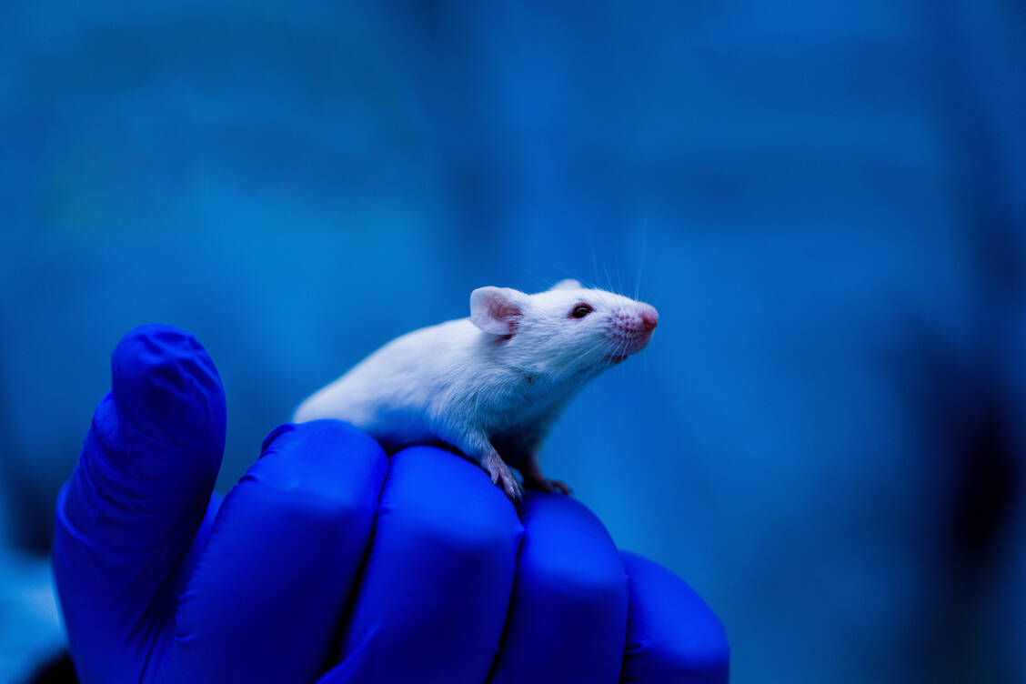 Eine Anti-IL-11-Therapie von Mäusen ab einem Alter von 75 Wochen führte in einer Studie zu einer Verlängerung der mittleren Lebensspanne um 22,5 Prozent bei männlichen und um 25 Prozent bei weiblichen Mäusen. / Foto: Adobe Stock/Buonaventura