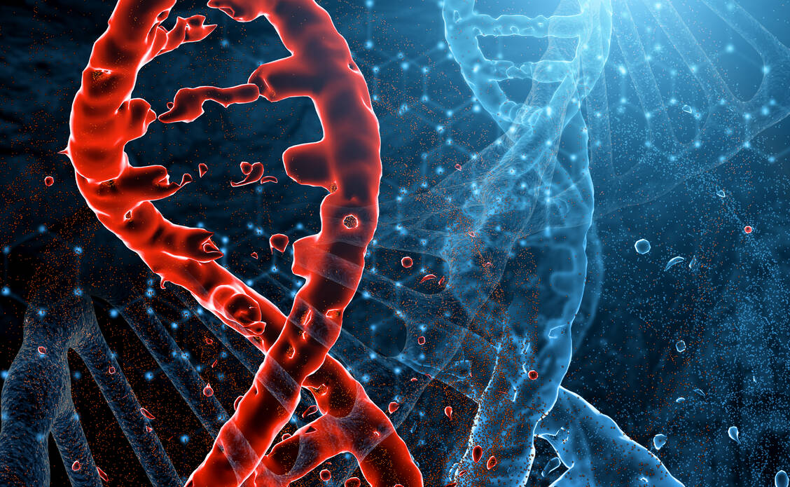 Hämophilie ist eine monogenetische Erkrankung, das heißt sie wird durch ein einziges defektes Gen verusacht. Eine Reparatur dieses Gens mittels Gentherapie ist deshalb ein vielversprechender therapeutischer Ansatz. / Foto: Adobe Stock/vladimircaribb