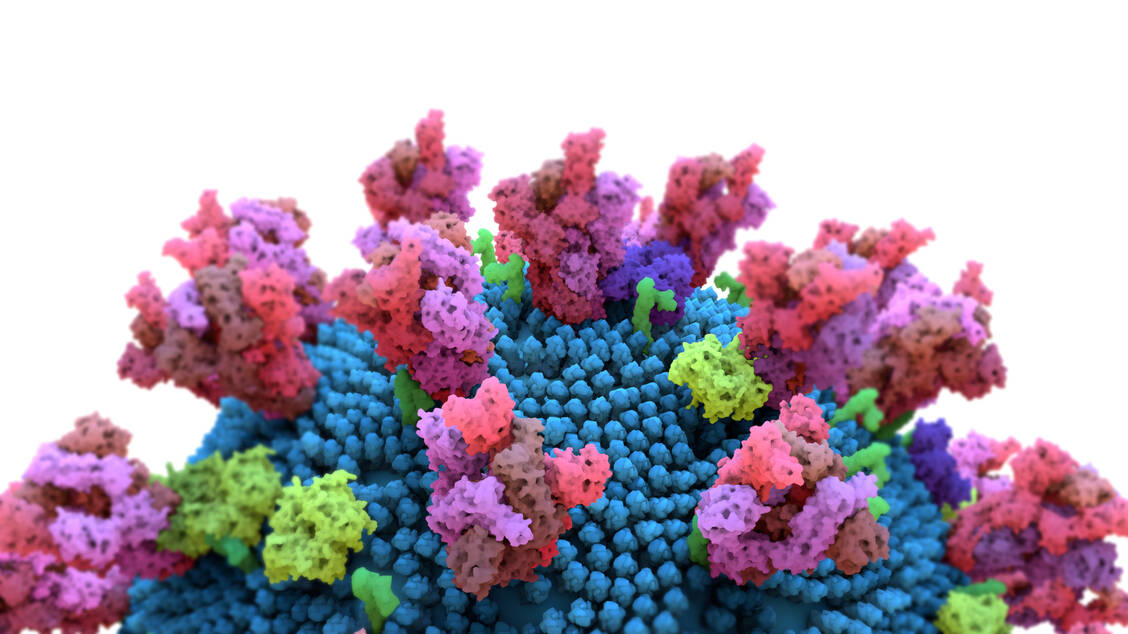 Die Virusvariante B.1.1.7, erstmals im September in England entdeckt, hat 17 Mutationen in ihrem Genom, davon acht im Spike-Protein (hier lila dargestellt). Die Südafrika-Variante B.1.351 weist sogar zehn Mutationen im Spike-Protein auf. / Foto: Getty Images/Design Cells
