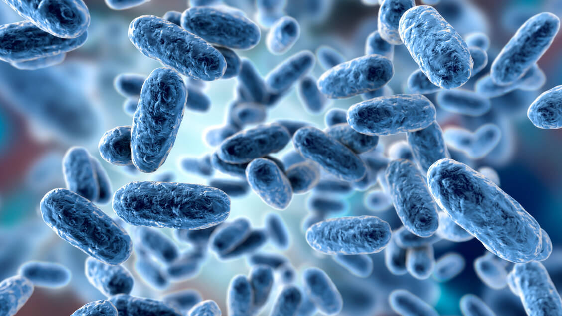 Das Stäbchenbakterium Bordatella pertussis ist der Erreger von Keuchhusten.,  / Foto: Adobe Stock/Dr_Microbe