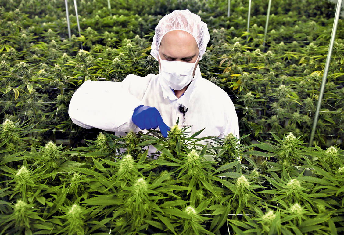 Jährlich 800 Kilogramm darf in den nächsten vier Jahren in Schleswig-Holstein angebaut werden. / Foto: dpa