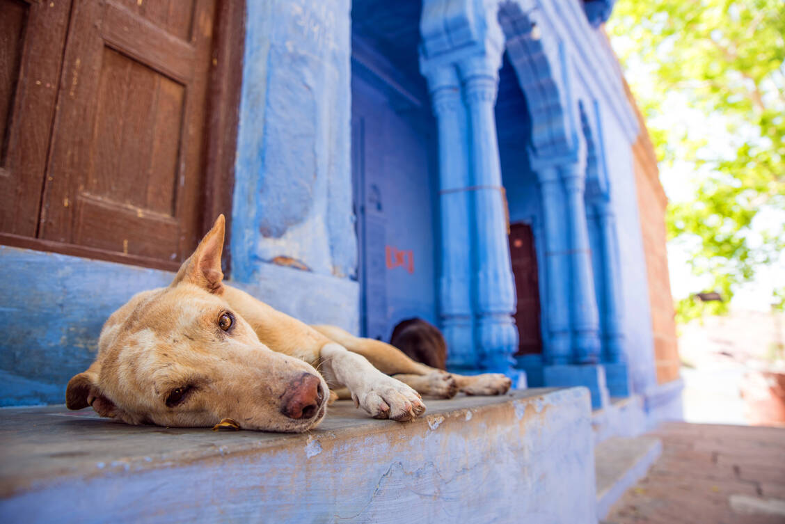 Sieht harmlos aus, kann aber Krankheitserreger übertragen. Zu den gefährlichsten gehören Tollwutviren. / © Adobe Stock/Nils