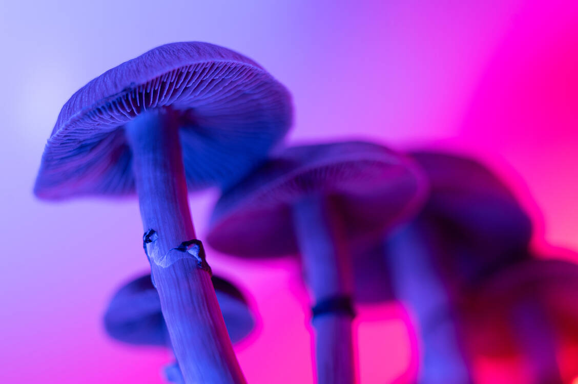 Psilocybin ist das Psychedelikum aus Magic Mushrooms. Es wirkt agonistisch am 5HT<sub>2A</sub>-Serotoninrezeptor und kann einen Rauschzustand bei vollem Bewusstsein auslösen. / © Getty Images/Yarphoto