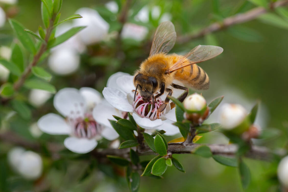 Manuka-Honig wird von Bienen produziert, die  Nektar aus den weißen oder rötlichen Blüten der Südseemyrte in Neuseeland sammeln.   / © Getty Images/purefocus