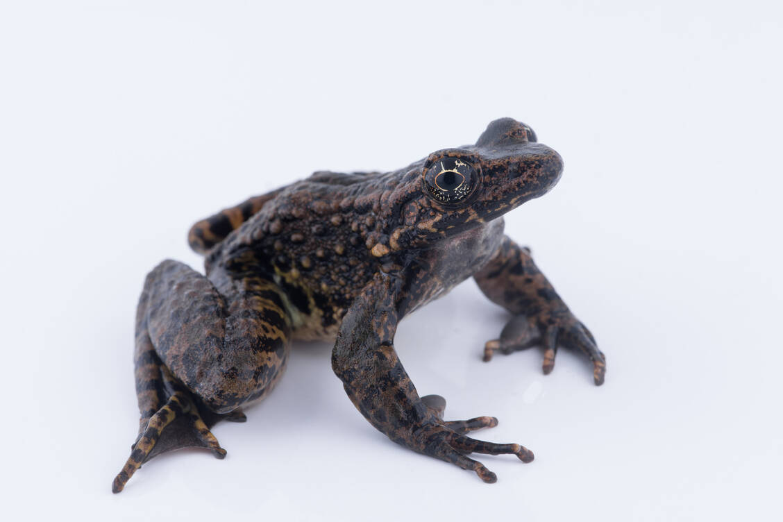 Odorrana andersonii ist ein relativ großer Frosch, der in Indien, China, Myanmar, Thailand, Laos und Vietnam vorkommt. Seine Haut enthält antibiotisch wirksame Peptide. / © Getty Images/Fototrips