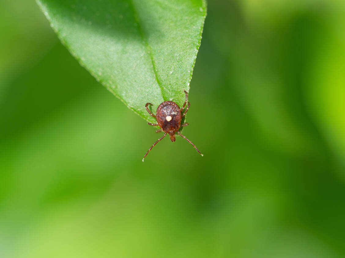 Zecken können verschiedene Krankheitserreger übertragen. Der beste Schutz vor Infektionen ist, sich gar nicht erst von ihnen beißen zu lassen. / © Adobe Stock/andybirkey