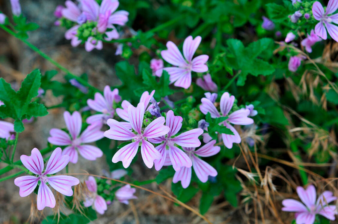 Zubereitungen der Stammpflanze Malva sylvestris L. haben vom Ausschuss für pflanzliche Arzneimittel HMPC eine Traditional-use-Einordnung zur Behandlung von Husten erhalten. / Foto: Getty Images/petrovaliliya