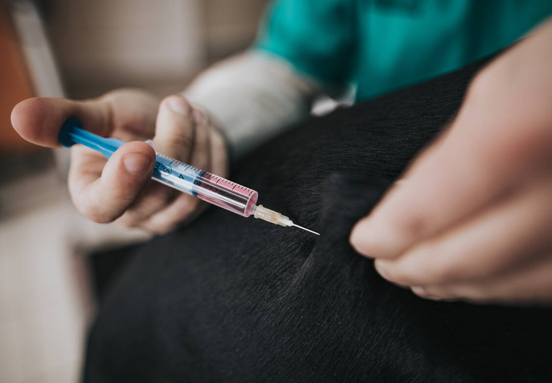 Haustiere wie Hunde können eher mit Antibiotika, die auch bei Menschen eingesetzt werden, behandelt werden als Nutztiere. Dabei ist eine Injektion gegenüber Tabletten zu bevorzugen. / Foto: Getty Images/skynesher