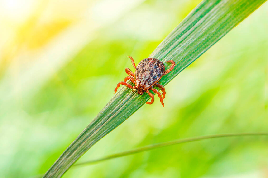 Von Jahr zu Jahr schwankt die Zahl der Borreliose- und FSME-Fälle erheblich. Dies hängt etwa vom Klima ab. / © Adobe Stock/diy13