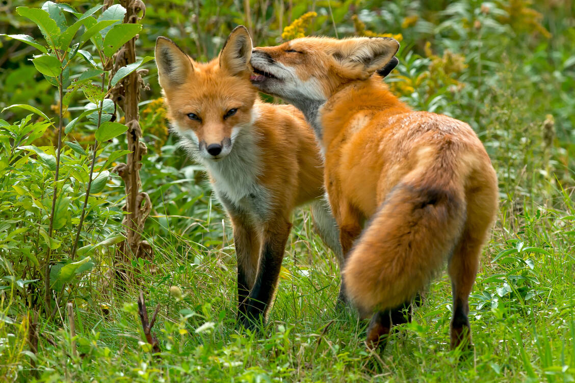 Zwei niedliche Überträger des Fuchsbandwurms / Foto: Shutterstock/Paul Reeves Photography