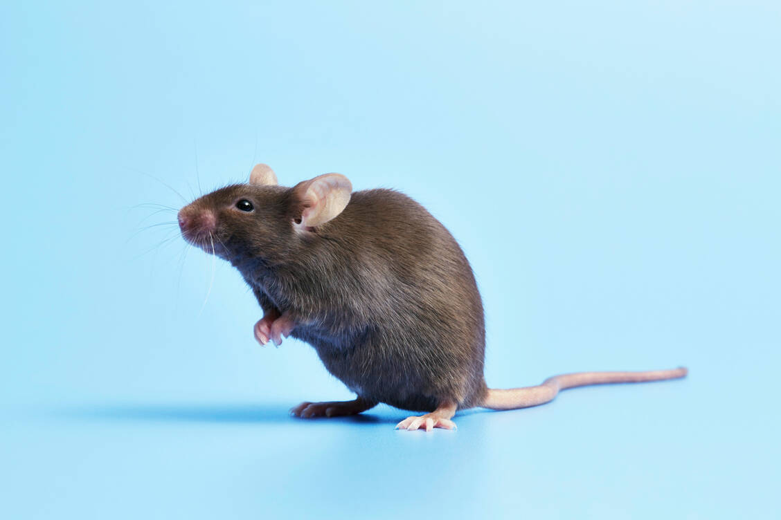 Zumindest bei Mäusen zeigte die Kombination des Kinaseinhibitors Trametinib und des Immunsuppresivums Rapamycin deutliche lebensverlängernde Effekte. / © Getty Images/Richard Drury