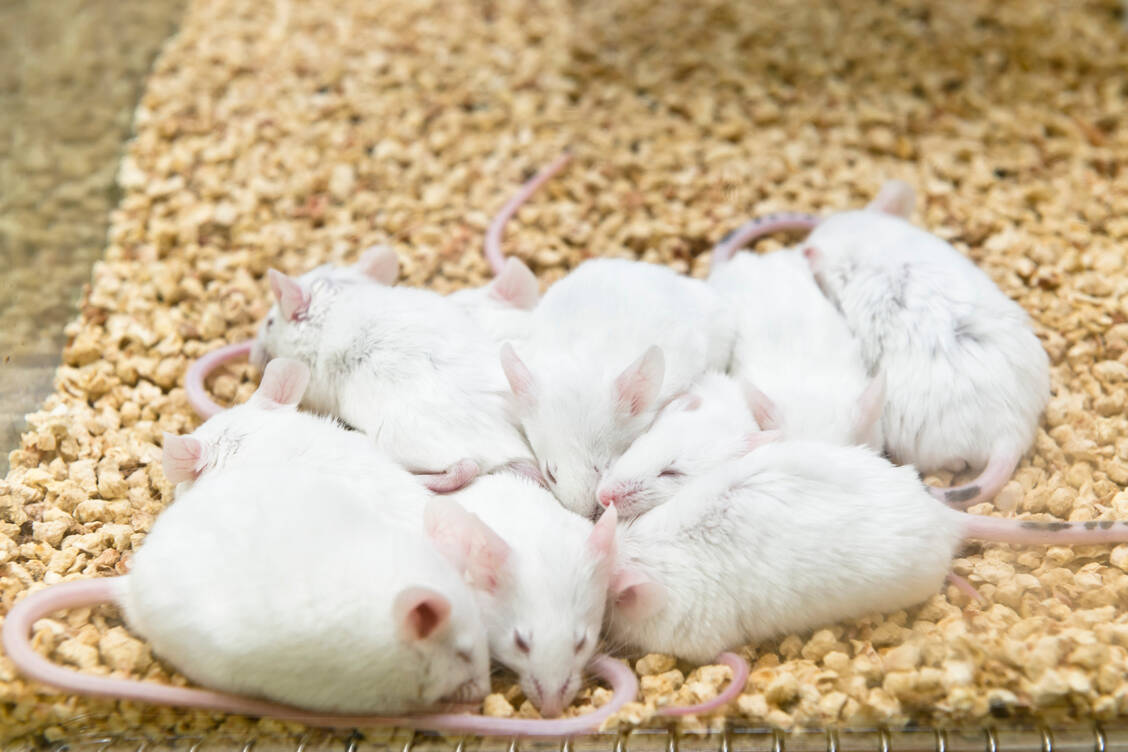 Eine Mäuse-WG aus jungen und älteren Tieren ist nur bedingt gut für das Gedächtnis der Jungtiere – sie werden vergesslich. / © Adobe Stock/Hyungkeun