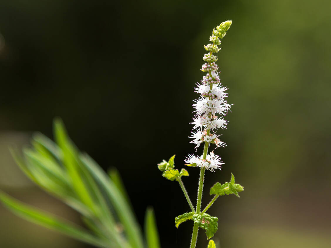 Zugelassene Phytopharmaka mit Traubensilberkerze können Wechseljahresbeschwerden lindern. / © Getty Images/Giorez