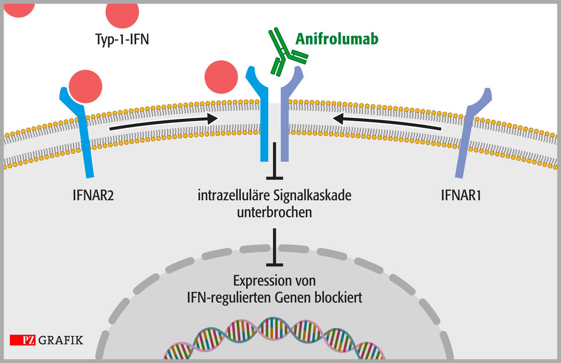 Anifrolumab kann den Typ-1-Interferon-(Typ-1-IFN-)Signalweg gezielt hemmen. Es bindet mit hoher Spezifität und Affinität an die Untereinheit 1 des Interferon-α-Rezeptors (IFNAR1) und verhindert somit die Bildung des IFNAR-Komplexes mit der Folge, dass die Typ-1-IFN-Signaltransduktion nicht stattfinden kann. Zudem bewirkt Anifrolumab die Internalisierung von IFNAR1, wodurch ihre Anzahl auf der Zelloberfläche verringert wird. Dadurch kann Anifrolumab die biologische Aktivität von Typ-1-IFN blockieren. / Foto: Stephan Spitzer