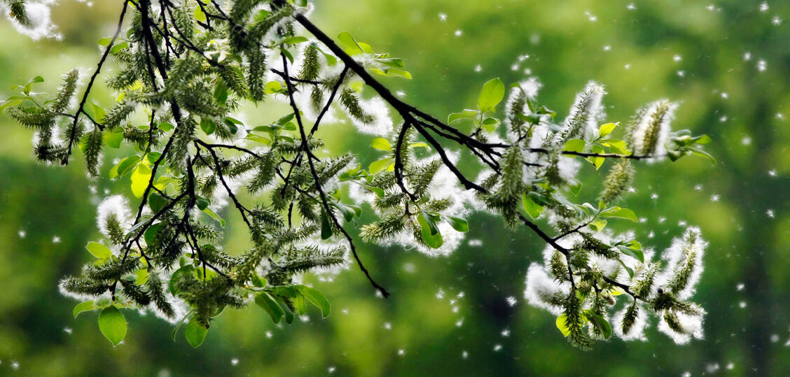 Durch den ungewöhnlich milden Winter sind in diesem Jahr die Pollen bereits sehr früh in der Luft. / Foto: Getty Images/Alkimson