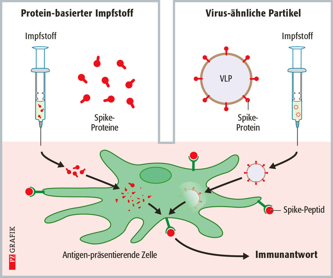 Prinzip von Protein- und VLP-Impfstoffen: In Protein-Impfstoffen sind Proteine des Erregers, gegen den die Impfung schützen soll, das Impfantigen. Die Proteine, im Fall von SARS-CoV-2 ist dies hauptsächlich das Spike-Protein, werden in spezielle Zellen des Immunsystems, den Antigen-präsentierenden Zellen, aufgenommen und dort aufgespalten. Spaltprodukte werden dem Immunsystem präsentiert, was eine Immunantwort auslöst. In VLP-Impfstoffen sind virusähnliche Partikel enthalten. Dies sind leere Lipidhüllen mit Strukturproteinen des Erregers, gegen den eine Immunreaktion ausgelöst werden soll. / Foto: Stephan Spitzer