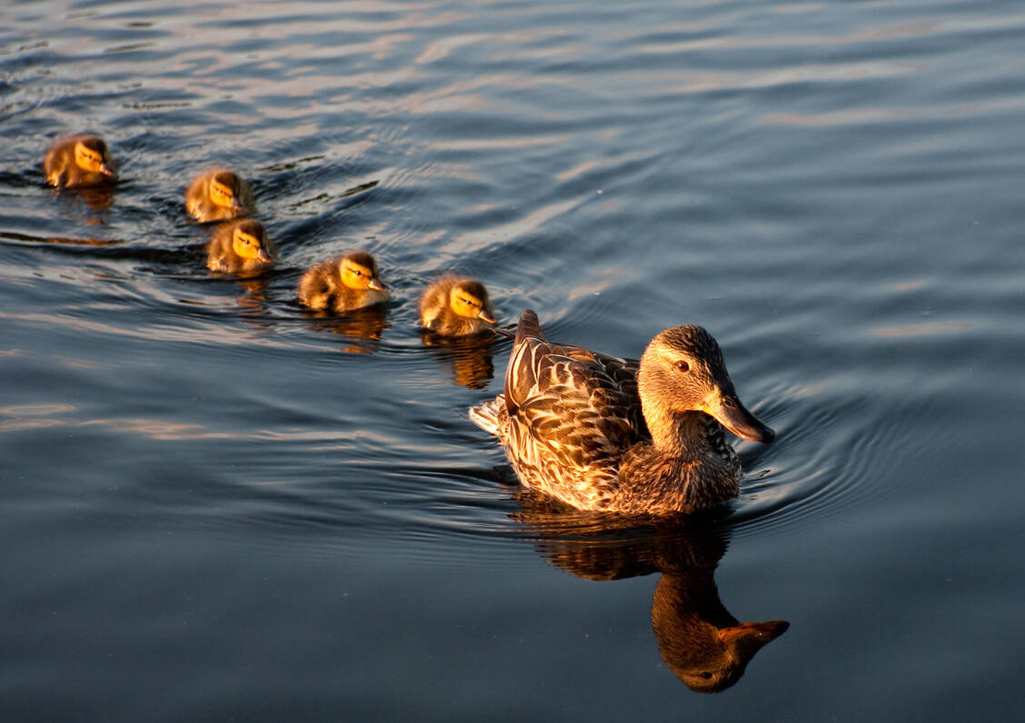 Hinter ihrer Mama und hintereinander: So schwimmt es sich für kleine Entchen am effektivsten. Diese Erkenntnis und weitere Forschungsergebnisse, die mit einem Augenzwinkern zu lesen sind, wurden jetzt mit den Ig-Nobelpreisen ausgezeichnet. / Foto: Adobe Stock/jtboldt