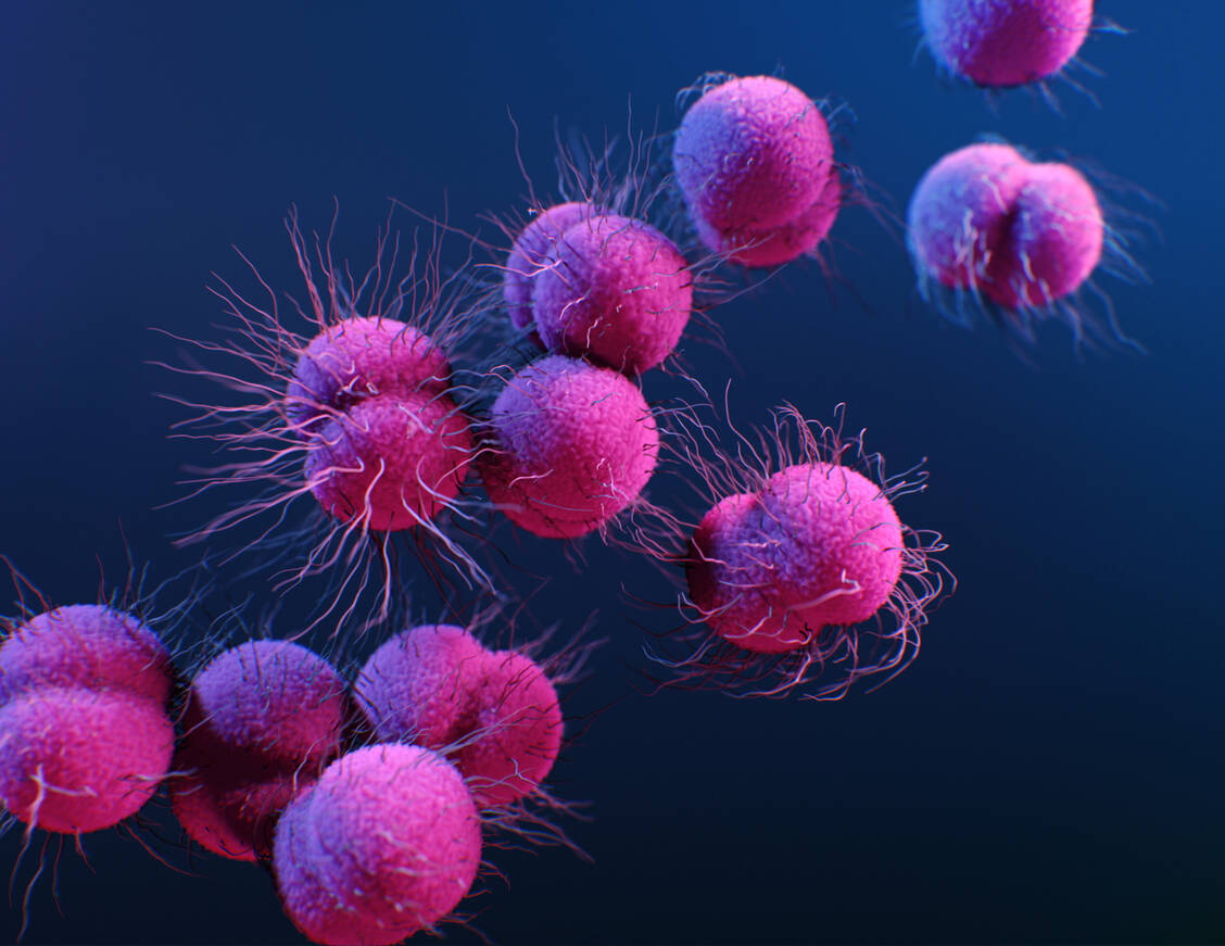 Neisseria gonorrhoeae ist ein gramnegatives Diplokokken-Bakterium. Infektionen mit dem Erreger können schwerwiegende Folgen haben, darunter eine Prostatitis beim Mann und eine Entzündung der inneren Geschlechtsorgane mit anschließender Unfruchtbarkeit bei der Frau. / Foto: CDC/Antibiotic Resistance Coordination and Strategy Unit