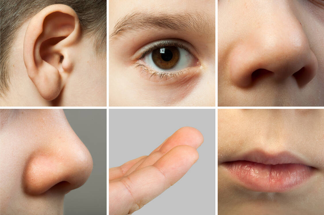 Körperteile im Ranking: Was ist die Basis juristischer und kultureller Bewertung von Ohren, Augen, Fingern, Beinen und Co.? / © Adobe Stock/Deyan Georgiev