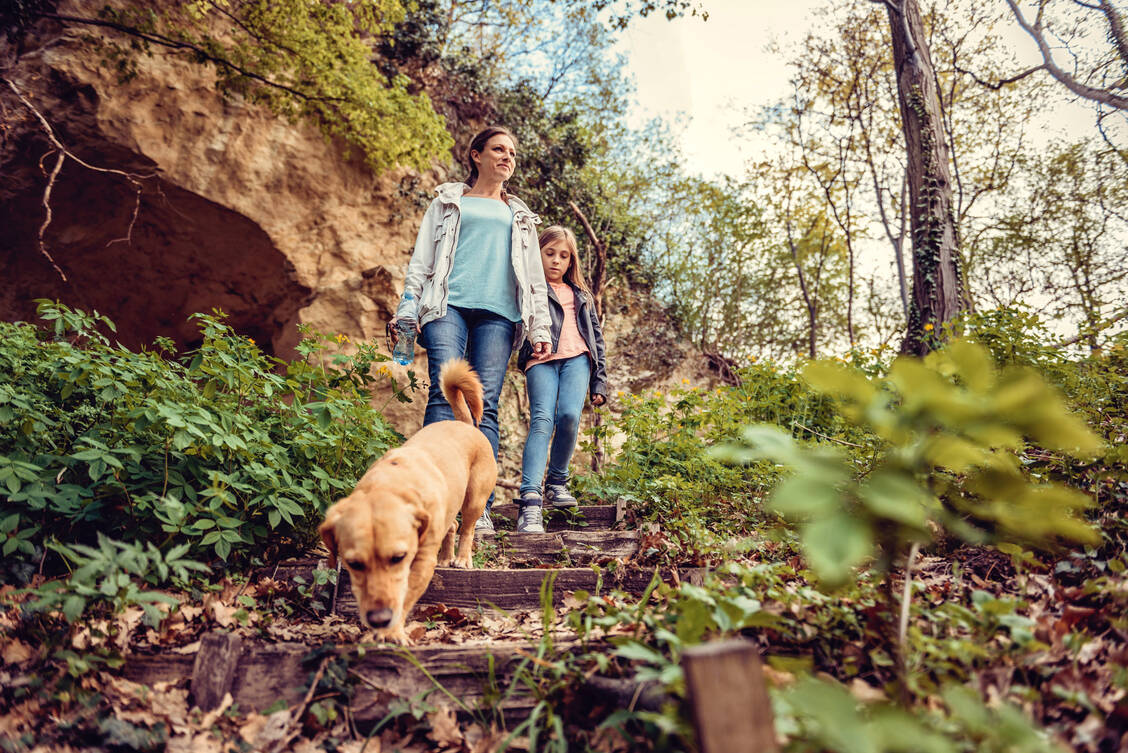 Hundehalter sollten an einen Zeckenschutz für sich und ihr Tier denken. Hunde haben nämlich ein erhöhtes Risiko für Zeckenstiche und und Zecken können vom Tier auf den Menschen krabbeln. / © Adobe Stock/kerkezz