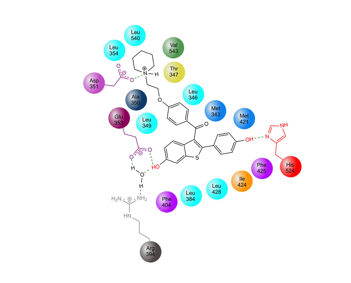 Abbildung 3: Bindemodus von Raloxifen an den Estrogen-Rezeptor (nach 3) / Foto: Mario Wurglics