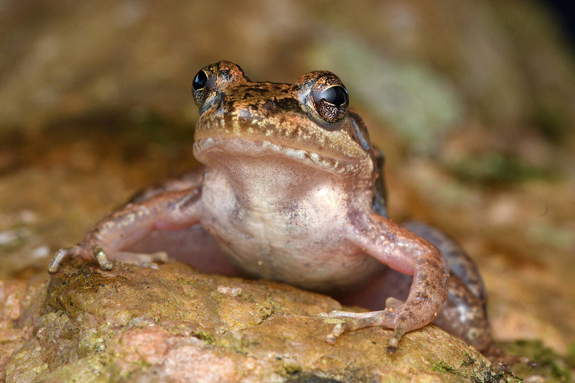 Baumfrösche in Madagaskar unterscheiden sich stärker als angenommen. In den letzten zehn Jahren entdeckten Forschende rund 100 neue Arten. / © TU Braunschweig/Miguel Vences