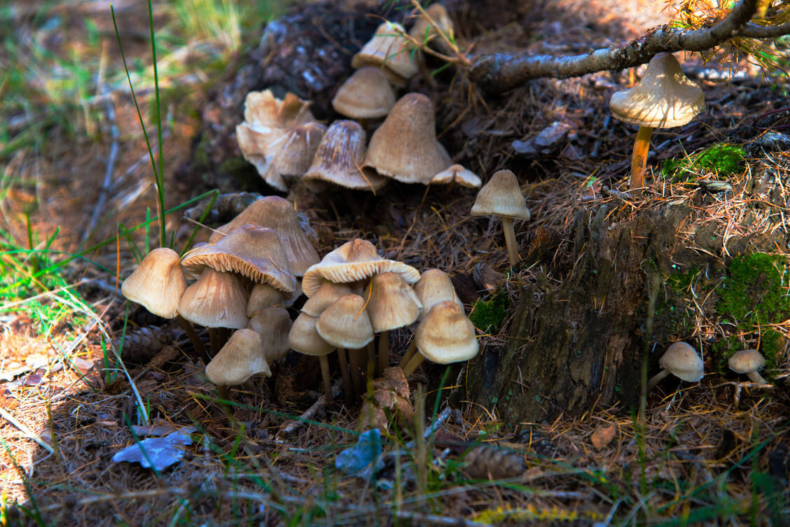 Bestimmte Pilze der Gattung Inocybe (Risspilze) können Psilocybin synthetisieren. Das Halluzinogen ist eigentlich als Inhaltsstoff von Pilzen der Gattung Psilocybe bekannt. / © Adobe Stock/Claudio
