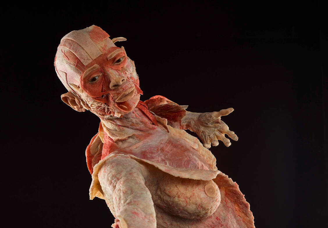 Das Ganzkörper-Faszienplastinat ist laut dem Berliner Körperwelten Museum weltweit einzigartig. / Foto: Foto: Gunther von Hagens' Körperwelten