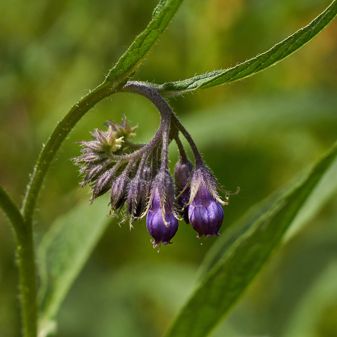 Zubereitungen der Stammpflanze Symphytum officinale L. können bei leichten Verstauchungen/Prellungen angewendet werden. / Foto: Getty Images/AlexSid