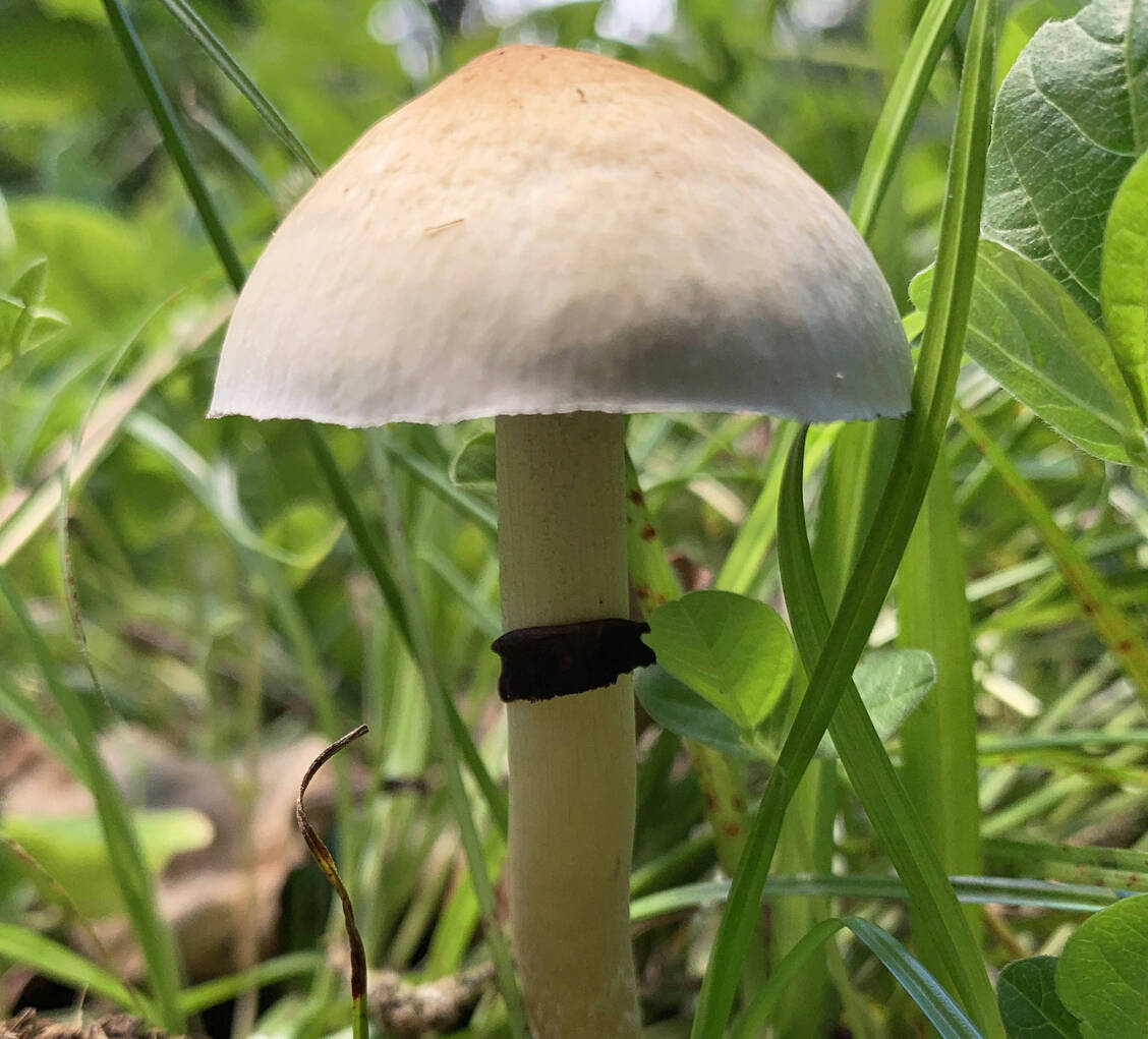 Hauptwirkstoff in sogenannten magischen Pilzen ist Psilocybin, das die Neuroplastizität des Gehirns massiv steigert. / Foto: Imago/Cover-Images