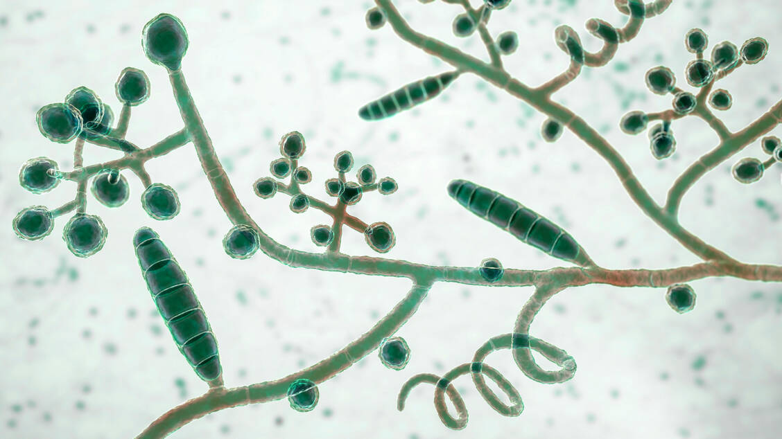 Wie bei anderen Antimykotika treten auch bei Terbinafin Resistenzen auf, etwa beim Pilz Trichophyton mentagrophytes, der aus Indien stammt und sich zunehmend auch in Europa ausbreitet. / © Imago Images/Depositphotos