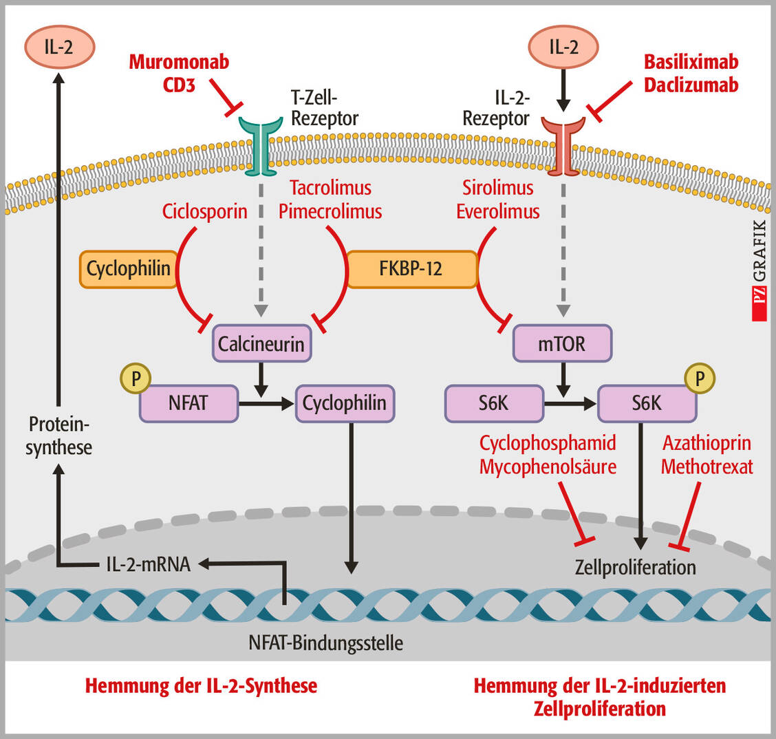 Grafik: Molekulare Mechanismen wichtiger Immunsuppressiva. FKBP-12: FK-bindendes Protein (FK506: Tacrolimus), IL: Interleukin, mTOR: mammalian target of rapamycin (Sirolimus), NFAT: nukleärer Faktor aktivierter T-Lymphozyten, S6K: S6-Kinase / © PZ/Stephan Spitzer
